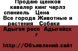 Продаю щенков кавалер кинг чарлз спаниель › Цена ­ 40 000 - Все города Животные и растения » Собаки   . Адыгея респ.,Адыгейск г.